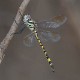 Hemicordulia intermedia female